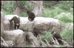 Raccoon Gets Thrown by Gorilla