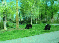 Drunken Bear Fight
