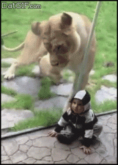 Lion Attempts to Eat Kid